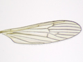Erioconopa trivialis